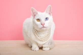 Raças de gatos menos comuns podem surpreender e encantar