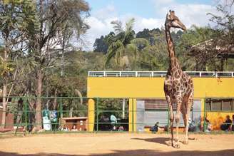 Diversos recintos do Zoo, como o das girafas, ganharam murais de grafite personalizados.