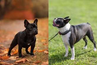 Buldogue francês e boston terrier são frequentemente confundidos devido à sua aparência