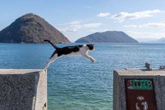 Os gatos têm uma habilidade de saltar incrível e se destacam como verdadeiros acrobatas