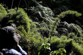 Árvores da Mata Atlântica estão se deslocando como consequência do aumento de temperatura na região