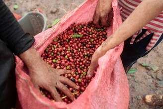 Frutos de café robusta
29/12/2017
REUTERS/Oswaldo Rivas