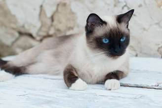 O snowshoe é um gato que se destaca por suas patas brancas