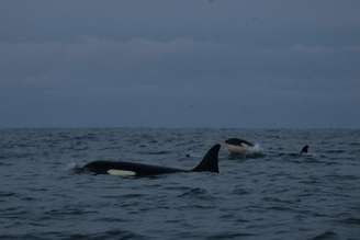 Orcas selvagens raramente atacam barcos