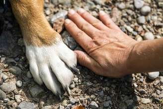 Patinha de cachorro tem cheiro característico