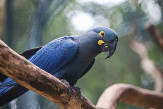 Arara-azul-de-lear