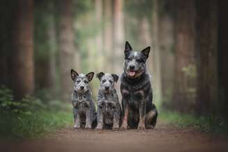 O boiadeiro australiano é um cão de trabalho dedicado e um ótimo amigo para a família