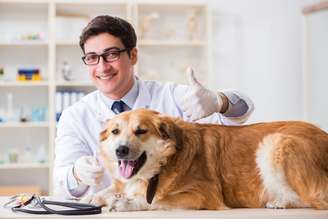 Atenção contínua à saúde preventiva garante o bem-estar dos animais