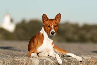 Os cachorros da raça basenji conquistam admiradores por seu comportamento peculiar e aparência elegante