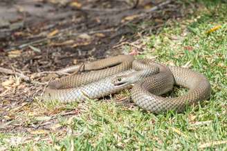 Caso de picada de cobra foi registrado na Austrália