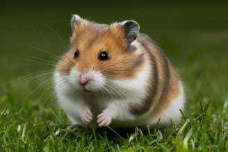 Apesar de pequenos, os hamsters têm características e hábitos fascinantes