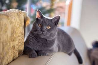 O chartreux é conhecido por sua personalidade afetuosa e calma