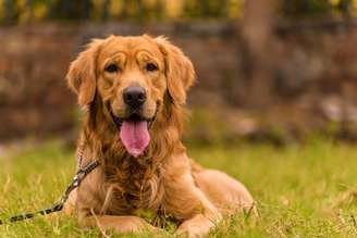 Os cães lideram o ranking de animais mais populares no país e algumas raças se destacam por sua natureza carinhosa