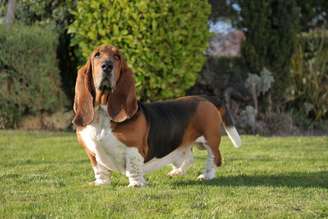 O basset hound é um cachorro que se destaca pela aparência e comportamento