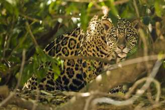 Onça-pintada é um dos símbolos da fauna brasileira