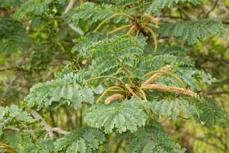 O barbatimão é uma planta com propriedades medicinais