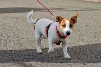 Planejar o primeiro passeio do cachorro garante a segurança e o conforto do animal