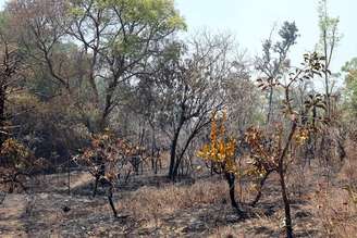 Parque Nacional de Brasília foi um dos atingidos por incêndios no ano passado