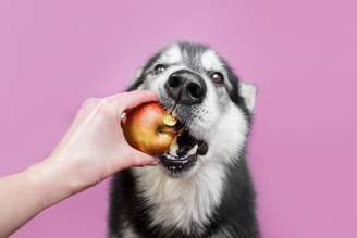 Alguns sabores costumam agradar o paladar dos cachorros