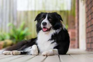 Border Collie sentado na varanda