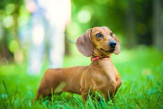 raça de cachorro dachshund caramelobet tennispé no parque