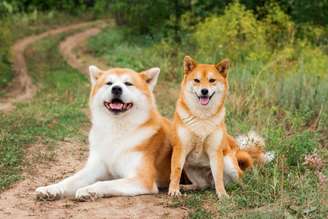 O akita e o shiba inu são cachorros diferentes