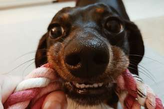 cachorra dachshund com brinquedo de corda