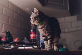 Hiperatividade dos gatos durante a noite pode ser sinal de tédio e ansiedade