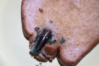 Mulher chegou a passar manteiga no pão antes de notar a bala