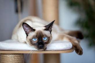 Gato Siamês deitado em um arranhador com as patinhas para fora