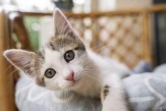 O gato de cada signo