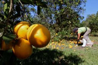 No caso dos sucos de laranja resfriados e congelados, Brasil representa 90% e 51% das compras americanas