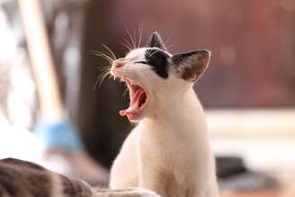 Imagem mostra gato preto e branco, bocejando. 