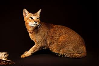 O gato chausie é ideal para tutores que desejam um felino carismático e curioso