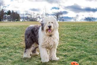 O old english sheepdog é uma raça protetora e brincalhona