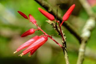 A quassia tem propriedades que beneficiam a saúde digestiva