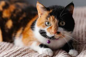 Os gatos tricolores guardam particularidades genéticas e culturais