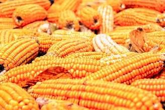 O trigo é também o segundo cereal mais produzido no mundo, ficando atrás apenas do milho. Sua principal utilização é na produção de farinha, que serve de base para pães, bolos, biscoitos, tortas, entre outros produtos alimentícios.