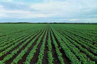A soja é uma das principais culturas agrícolas do Brasil, com grande importância econômica para a balança comercial . Desempenha um papel crucial, fornecendo proteína vegetal e servindo de matéria-prima para inúmeros produtos.