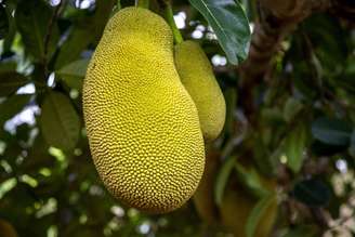 A jaca é rica em nutrientes que oferecem uma variedade de benefícios para à saúde