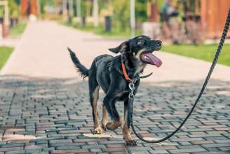 A coleira e a guia evitam que o cachorro coma o que encontrar durante o passeio 