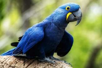 A arara-azul é originária principalmente do Pantanal, Cerrado e algumas regiões da Amazônia