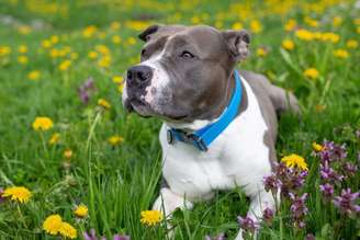 O staffordshire bull terrier tem um temperamento dócil e é muito apegado à família