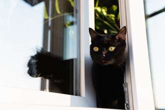 Manter o gato dentro de casa preserva a sua saúde e bem-estar
