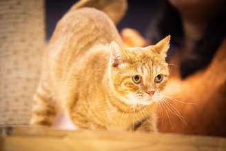 Gato laranja posando para foto
