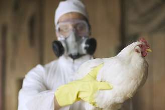 A cepa H5N1 da gripe aviária altamente patogênica já chegou a quase todos os continentes
