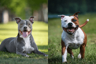 O pitbull e o american staffordshire terrier são cachorros diferentes