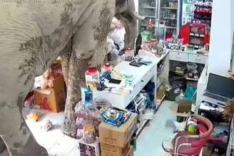 Plai Biang Lek é um elefante macho já conhecido na região