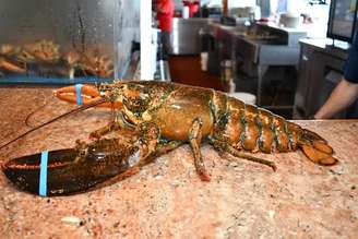 Lagosta de 110 anos é esquecida em tanque de restaurante e libertada no mar