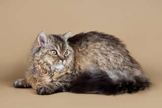 O visual incomum do selkirk rex desperta o interesse de pessoas ao redor do mundo